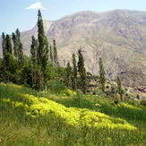 Ali Saeidi NeghabeKoohestaN, Alam Kuh or Alum Kooh