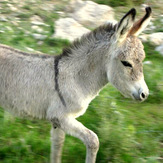 Ali Saeidi NeghabeKoohestaN, Damavand (دماوند)