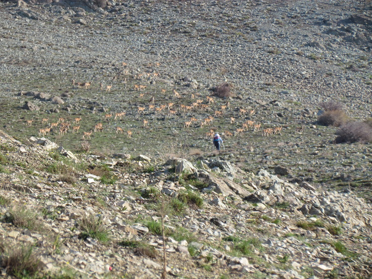 naser ramezani mount vargin, Damavand (دماوند)