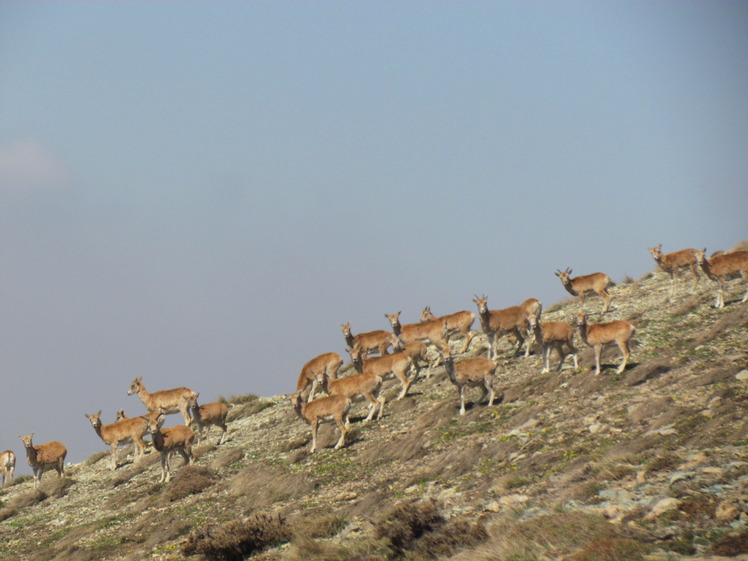 naser ramezani mount vargin, Damavand (دماوند)