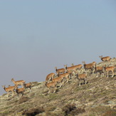 naser ramezani mount vargin, Damavand (دماوند)