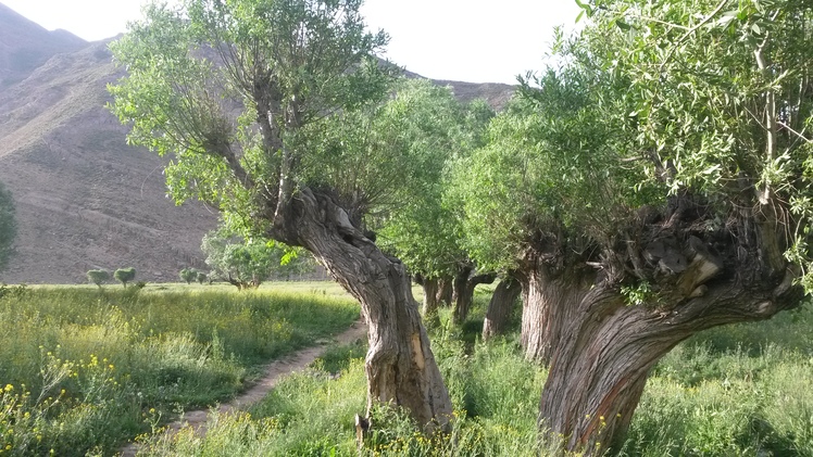 naser ramezani mount atashkouh, Damavand (دماوند)