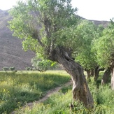 naser ramezani mount atashkouh, Damavand (دماوند)