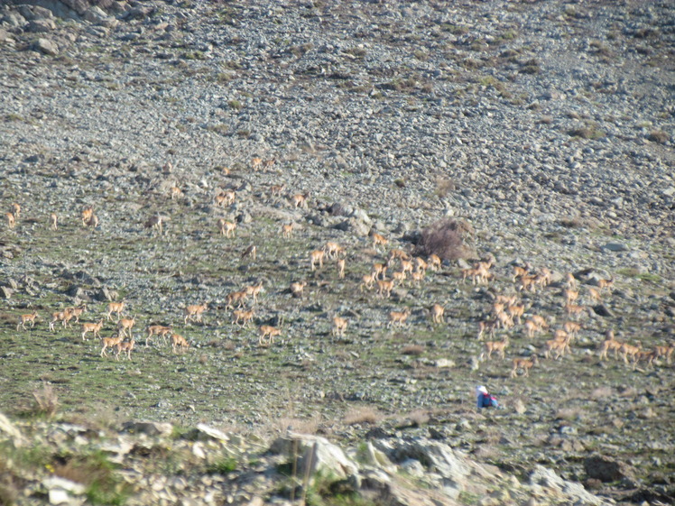 naser ramezani mount vargin, Damavand (دماوند)