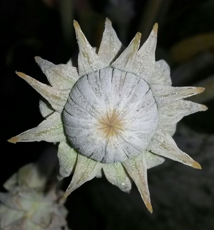 naser ramezani kolakchal flower