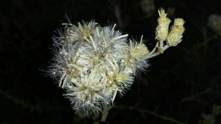 naser ramezani kolakchal flower