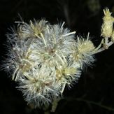 naser ramezani kolakchal flower