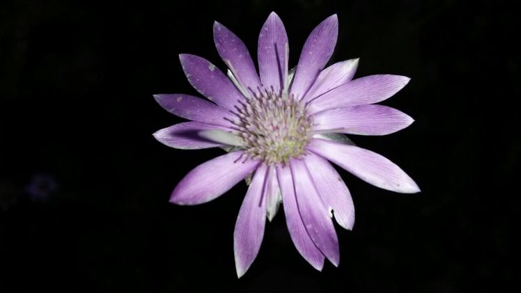 naser ramezani kolakchal flower