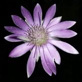 naser ramezani kolakchal flower