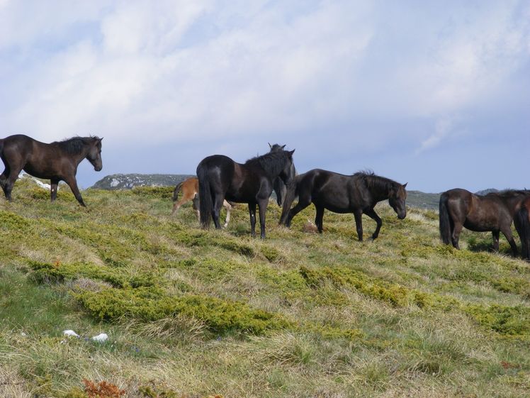 Wild horses on Trem, Trem - Suva planina