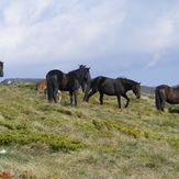 Wild horses on Trem, Trem - Suva planina