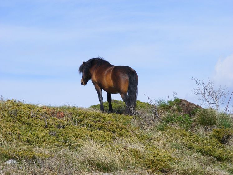 Leader of herd, Trem - Suva planina