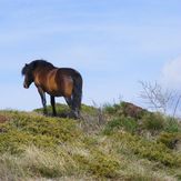 Leader of herd, Trem - Suva planina