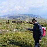 s mile, on Trem, with wild horses, Trem - Suva planina