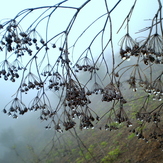 Ali Saeidi NeghabeKoohestaN, Acho