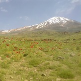 Damavand peak and Shaghayegh flowers, دماوند