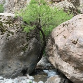 naser ramezani palangchal, Damavand (دماوند)