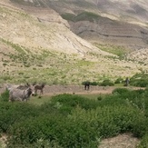 naser ramezani sakouh, Damavand (دماوند)