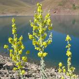 naser ramezani taar lake, Damavand (دماوند)