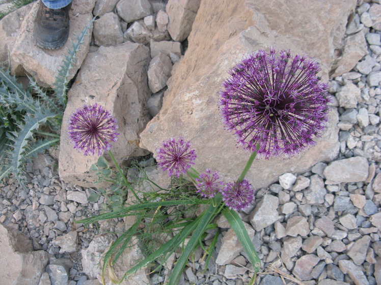 naser ramezani flower in shrkouh, شيركوه‎‎