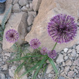 naser ramezani flower in shrkouh, شيركوه‎‎