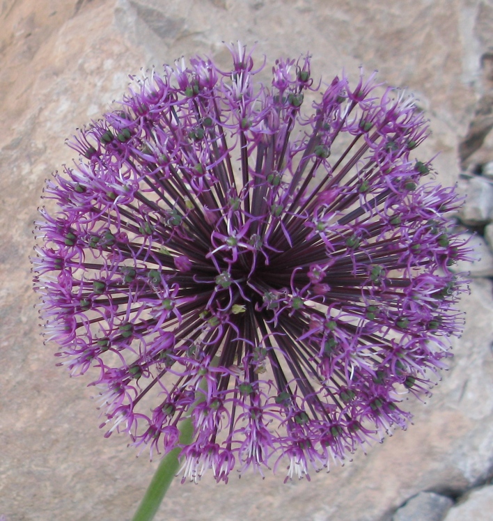 naser ramezani flower in shrkouh, شيركوه‎‎