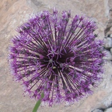 naser ramezani flower in shrkouh, شيركوه‎‎