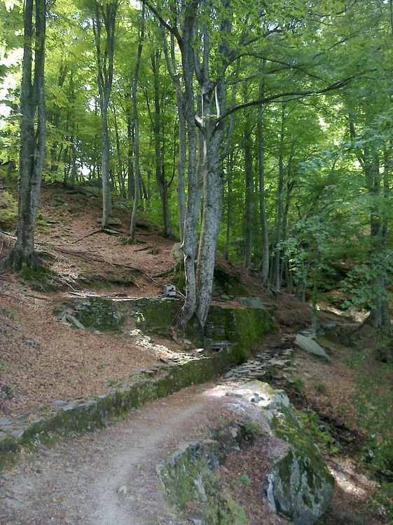 Pelion