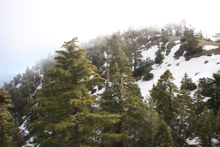 Mount Baldy, Mount San Antonio