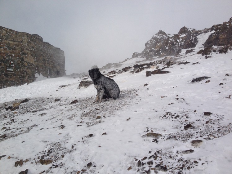 داگی, Tochal