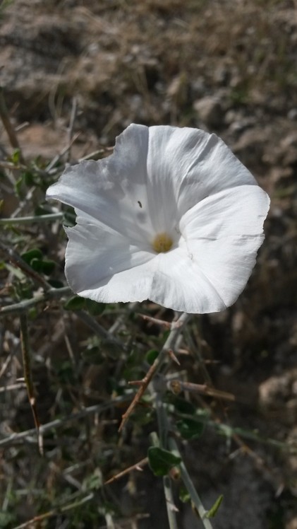 naser ramezani pardis mountain