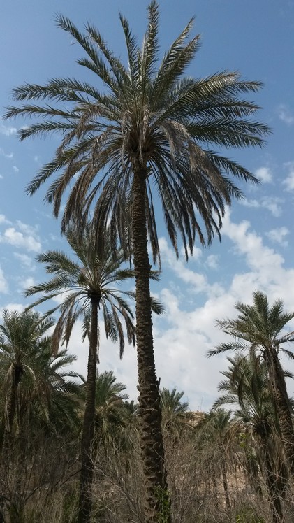 naser ramezani pardis mountain