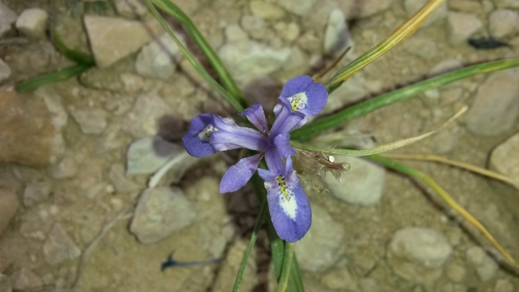 naser ramezani pardis mountain