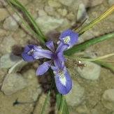 naser ramezani pardis mountain