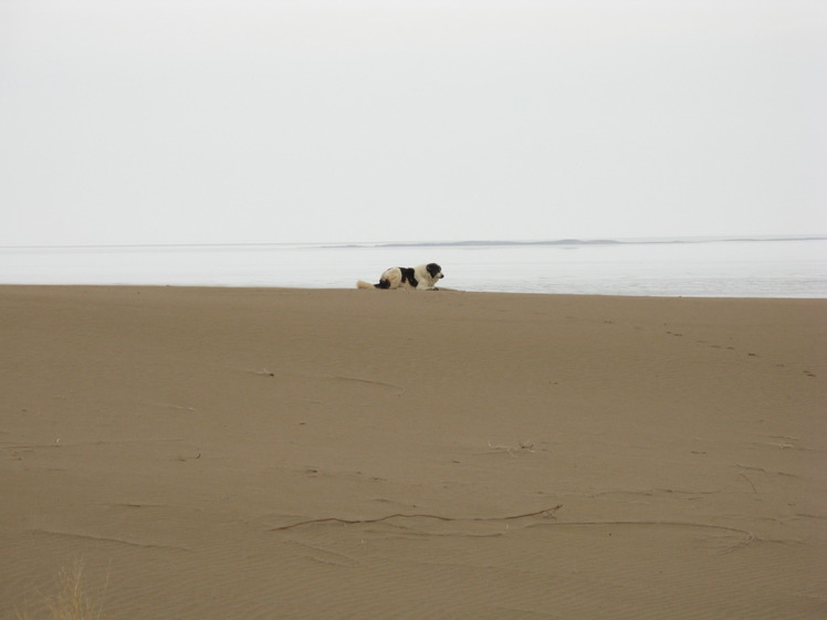 naser ramezani maranjab desert salt lake, Karkas