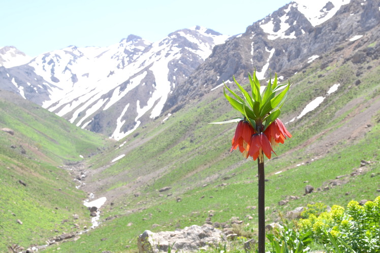 سن بران