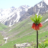 سن بران