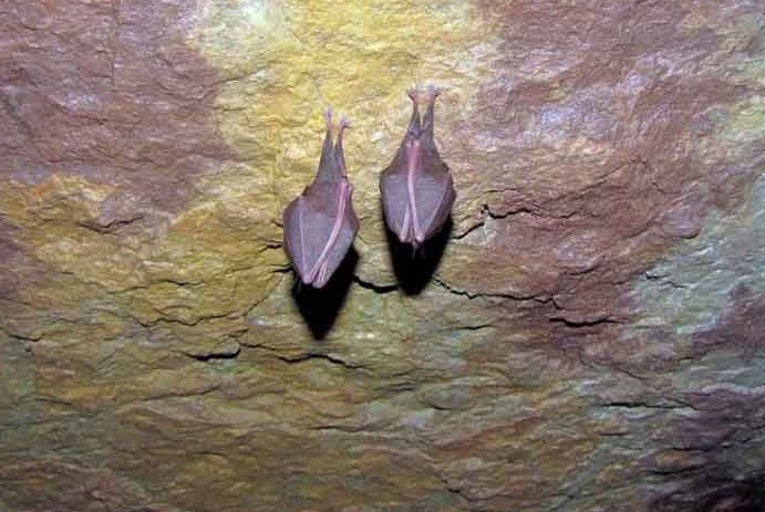 naser ramezani boornik cave, Damavand (دماوند)