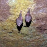 naser ramezani boornik cave, Damavand (دماوند)