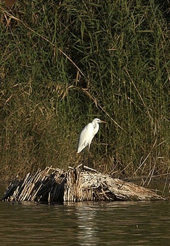 naser ramezani parishan lake, Dena