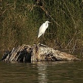 naser ramezani parishan lake, Dena