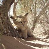 naser ramezani mesr desert, Karkas