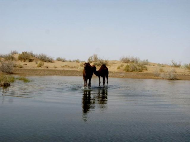 naser ramezani mesr desert, Karkas