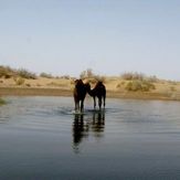 naser ramezani mesr desert, Karkas