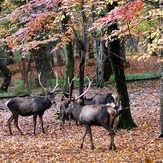 naser ramezani Golestan forest