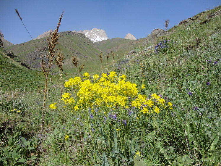 Spring Ascent, آزاد کوه‎‎