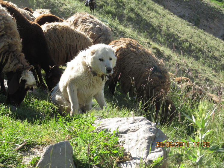 A loyal dog in sahand