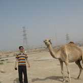 A camel in the southern zagros