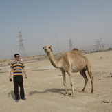 A camel in the southern zagros