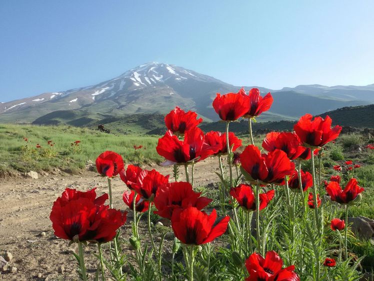 fl of damavand, Damavand (دماوند)